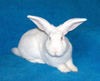 兔(rabbit)