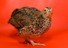 Quail(鹌鹑)