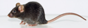 ApoE敲除小鼠(ApoE-deificient mouse)