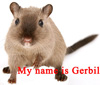 沙鼠gerbil