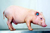 猪swine