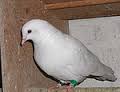 Pigeon(鸽子)