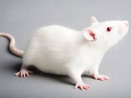 大鼠(rats)小鼠(mice)