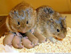 田鼠vole